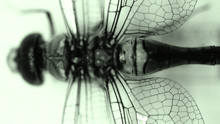 Welcome to the Age of the Bionic Superbug